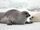 Harp Seal