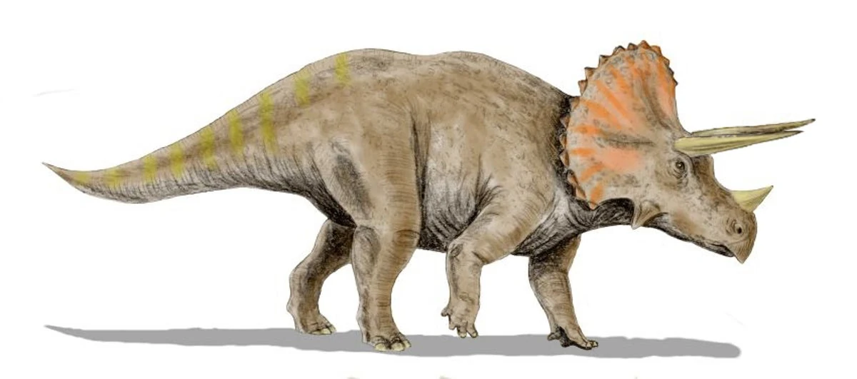 Triceratops | NatureRules1 Wiki | Fandom