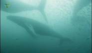 Wild Canada (2014)