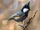 Coal Tit
