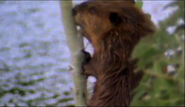 Animals Behaving Badly (2001)