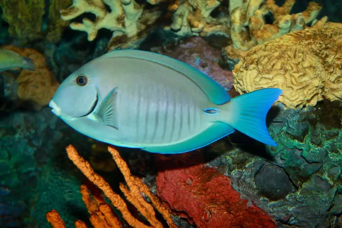 Doctorfish tang - Wikipedia