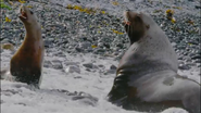 Growing Up Animal (2021)