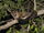 Pale Fork-marked Lemur