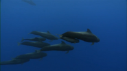 Wild Pacific (2009)