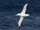 Wandering Albatross