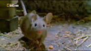 Animal Fight Club (2013)