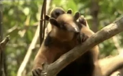 Eurotamandua-WWB.jpeg