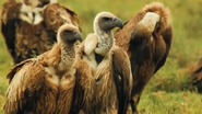 Serengeti (2011)