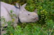 The Really Wild Show (1986-2006)