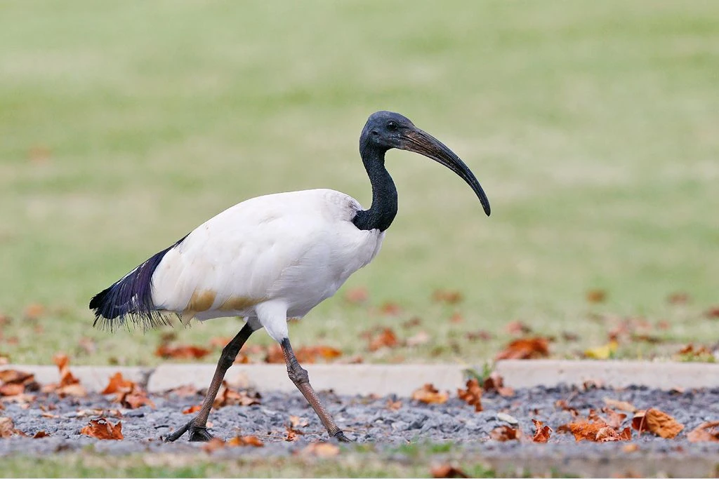 African Sacred Ibis | NatureRules1 Wiki | Fandom