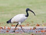 African Sacred Ibis