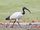 African Sacred Ibis