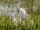 Cattle Egret