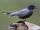 Black Tern