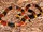 Eastern Coral Snake