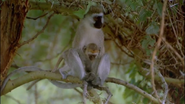 Africa: The Serengeti (1994)