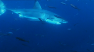 Feeding Frenzy (2008)