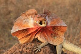 FrilledDragonHERO shutterstock 725750464