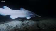 Shark (2015)