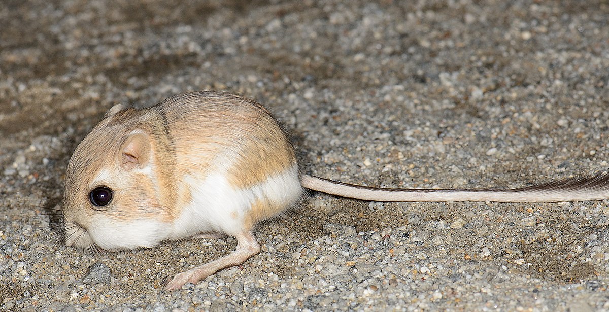 Cane rat - Wikipedia