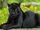 Black Jaguar