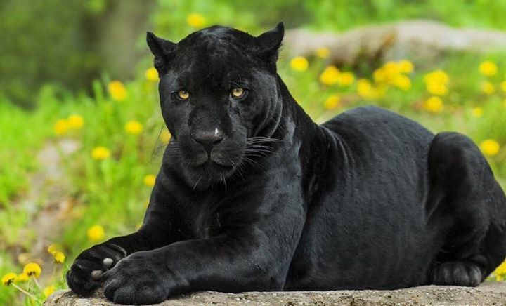 black jaguars