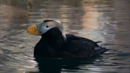 Animal Atlas (2004)