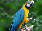 Blue and Gold Macaw