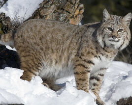 Bobcat-lynx-rufus-in-the-snow-matthias-breiter