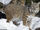 Bobcat