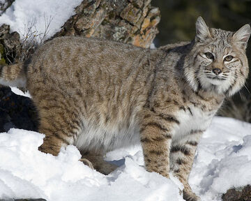 Bobcat - Wikipedia