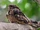 European Nightjar
