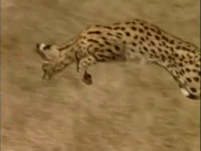 Five Big Cats and A Camera (2004)