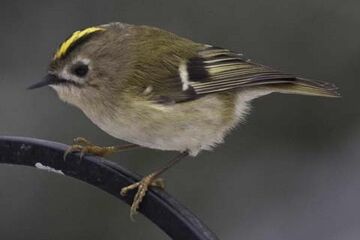 Little King, The goldcrest is called the king of the birds…