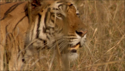 Bengal Tiger, NatureRules1 Wiki