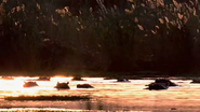 Kalahari (2003)