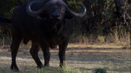 Pride (2004)