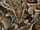 Puff Adder