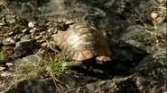 Weird Nature (2002)
