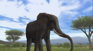 African Bush Elephant | NatureRules1 Wiki | Fandom