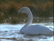 Eyewitness (1994-1997)