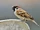Eurasian Tree Sparrow