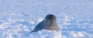 Polar Bear (2022)