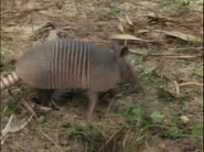 Great Escapes (1994)