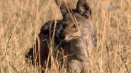 Wildest Africa (2012)