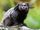 Black-tufted Marmoset