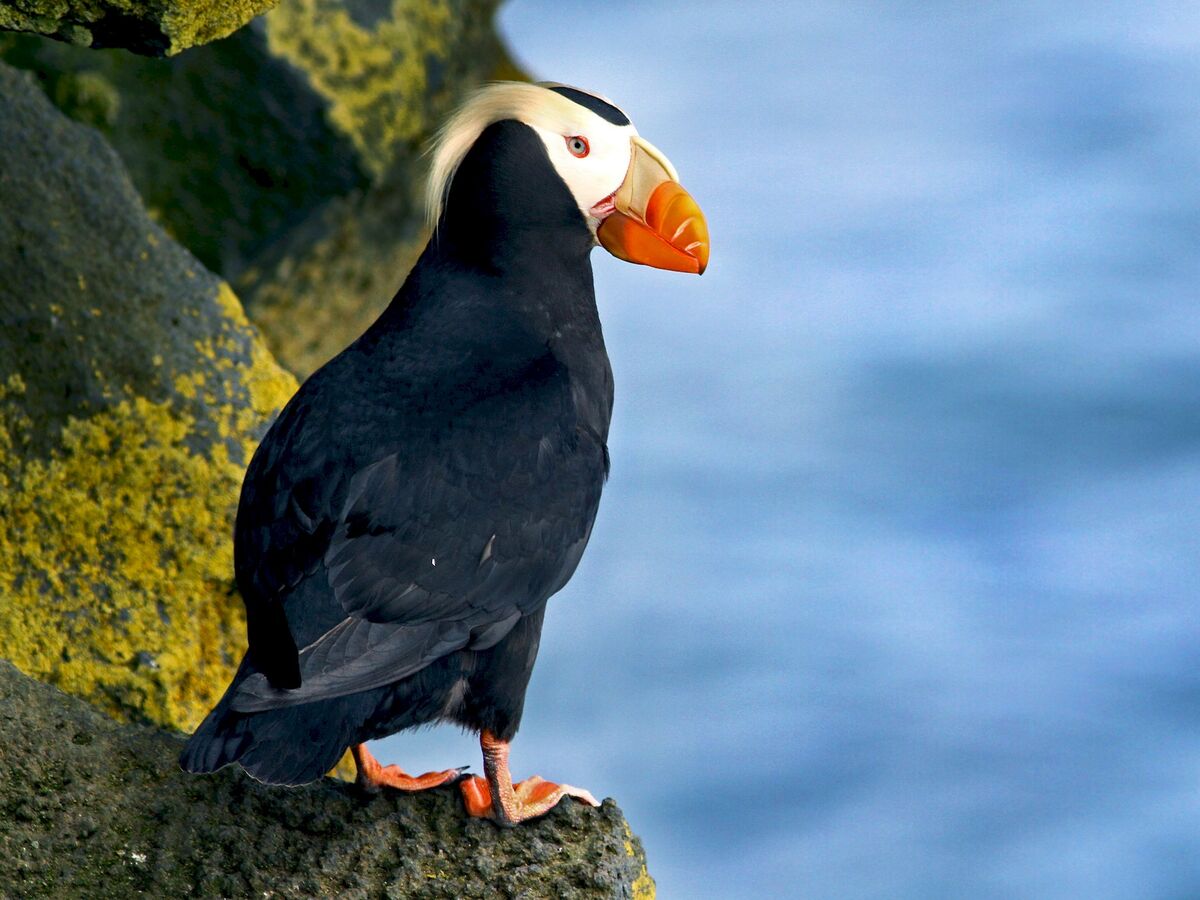 Tufted puffins denied Endangered Species Act protections - OPB