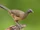 Plain Chachalaca