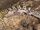 Western Banded Gecko